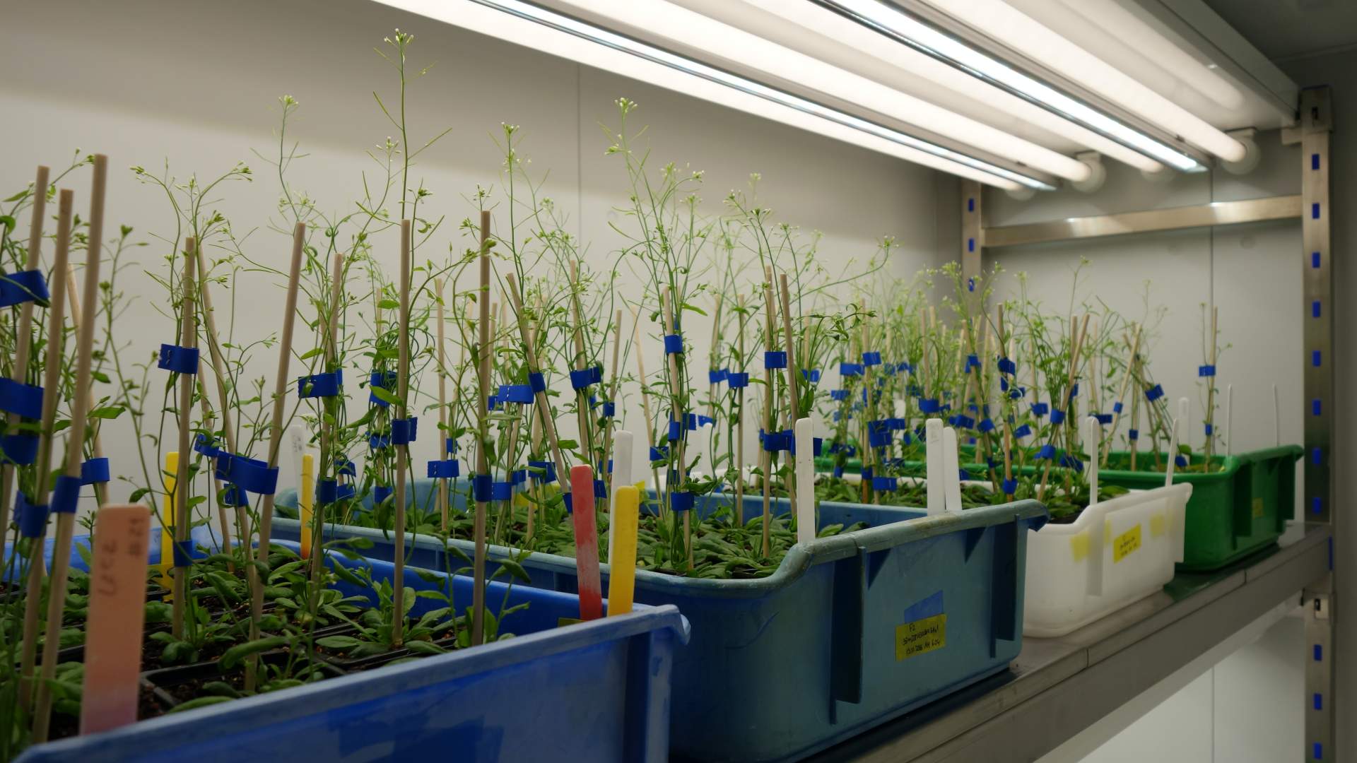 ตู้ควบคุมการเจริญเติบโตเพาะเลี้ยงพืช และชีวภาพ (BIO PLANT RESEARCH) ยี่ห้อ ARALAB รุ่น FITOCLIMA PLH “WALK-IN” (SIT165)
