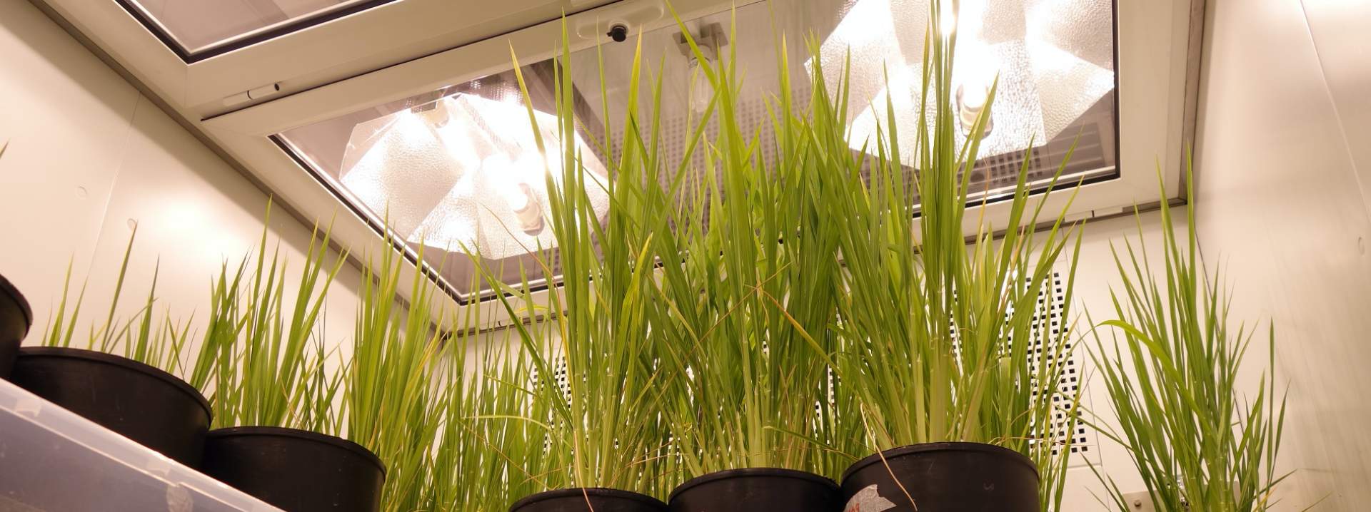 ตู้ควบคุมการเจริญเติบโตเพาะเลี้ยงพืช และชีวภาพ (BIO PLANT RESEARCH) ยี่ห้อ ARALAB รุ่น FITO CLIMA HP “WALK-IN” (SIT166)